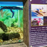 Fisheries Aquatic Museum