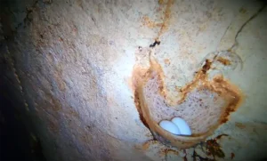 Alfred Caves North Andaman inside hawabill egg