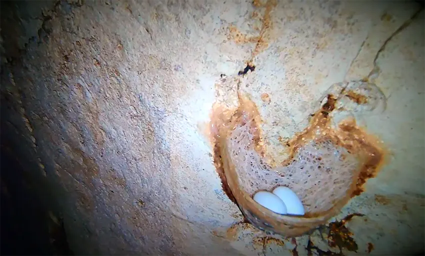 Alfred Caves North Andaman inside hawabill egg