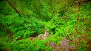 Alfred Caves North Andaman gallery