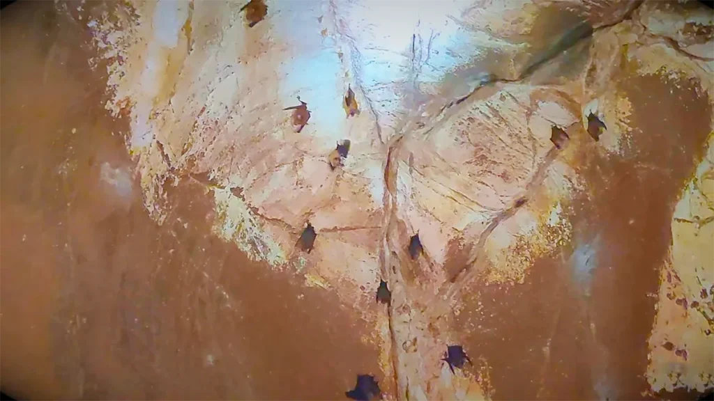 Alfred Caves North Andaman gallery