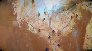 Alfred Caves – The 41-Cave Limestone Adventure of North Andaman