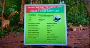 Alfred Caves North Andaman nest swiftlet