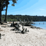 chidiya tapu hd image