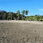 chidiya tapu hd image