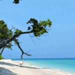 chidiya tapu hd image