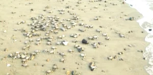 Cuthbert Bay Beach – Turtle Nesting Paradise in Middle Andaman