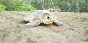 Cuthbert Bay Beach gallery