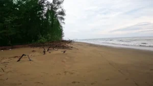 Dhani Nallah Mangrove beach image