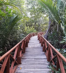 Dhani Nallah Mangrove wooden boardwalk