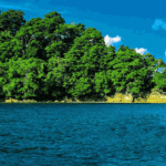 elephant beach tracking hd