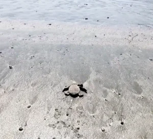 Kalipur Beach Andaman turtle