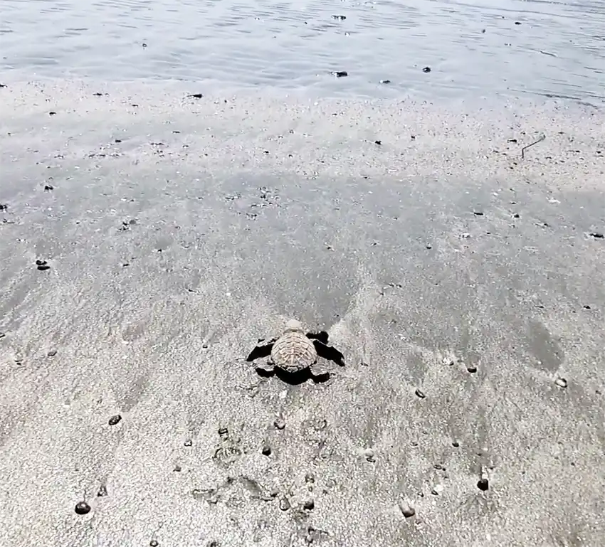 Kalipur Beach Andaman turtle
