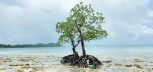 Merk Bay Beach gallery