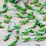 parrot island baratang gallery