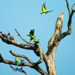 parrot island baratang gallery