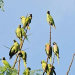 parrot island baratang hd image