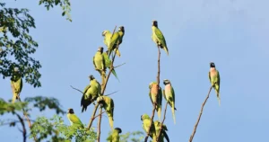 Parrot Island Baratang Guide